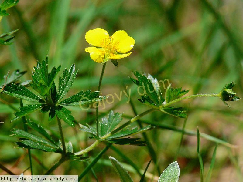 Nátržník kořen řezaný